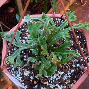 Pyrrosia linearifolia "Urakoryu Jishi"