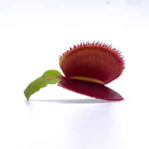 Dionaea muscipula "CK Microdent Red"