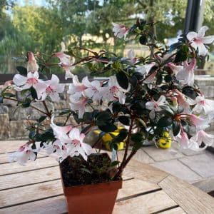 Rhododendron cv. Silver Thimbles