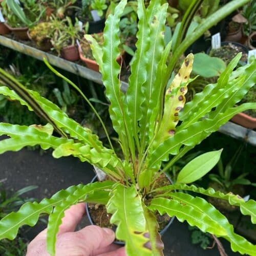 NRDRwTwYh5ckVgZvz6mm.jpg NRDRwTwYh5ckVgZvz6mm.jpg