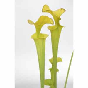 Sarracenia flava var. maxima, Shand's Bog, Virginia F 59 PW