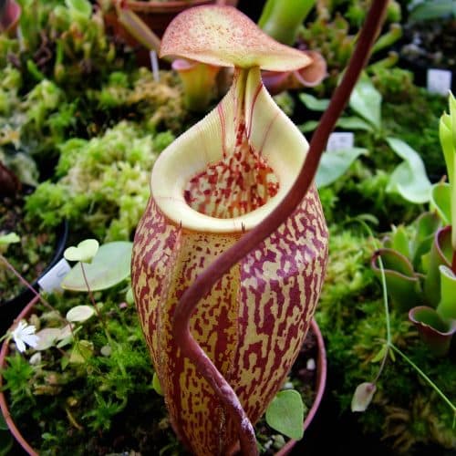 NfiODDXUD8luUxlCGy5M.jpg NfiODDXUD8luUxlCGy5M.jpg