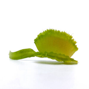 Dionaea muscipula "CK Biohazard 2"ﾠ