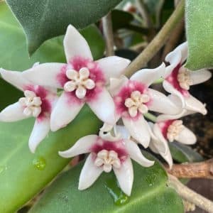 Hoya calycina "Stargazer"