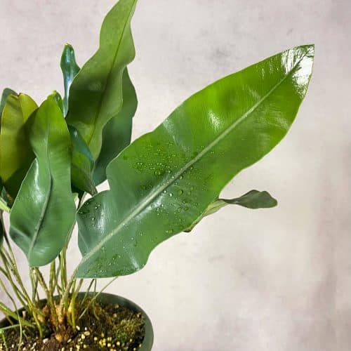 NyVAaCvydXZCZj1Dj6Uk.jpg NyVAaCvydXZCZj1Dj6Uk.jpg