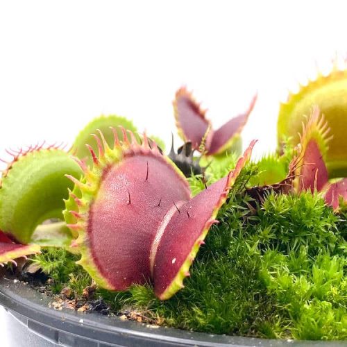 O2dRETwr0WVJ0Jyyn44Z.jpg O2dRETwr0WVJ0Jyyn44Z.jpg