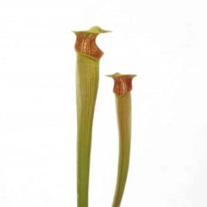 Sarracenia alata, Pipeline, Rayburn Co, Texas, MK A 24