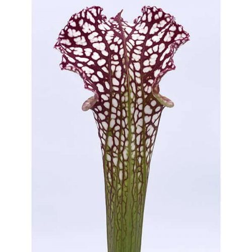 O5bsNzL3EhZ2xvxvrFZz.jpg O5bsNzL3EhZ2xvxvrFZz.jpg