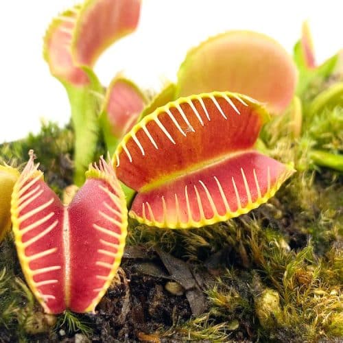 O9NXlYlTeGj6mPxyRXcK-1.jpg O9NXlYlTeGj6mPxyRXcK-1.jpg