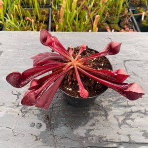 Sarracenia psittacina var. okefenokeensis, Liberty Co #13/1 own selectionᅠ