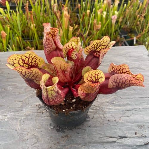 ONtbhqH7CvqVMojlB1zf.jpg ONtbhqH7CvqVMojlB1zf.jpg