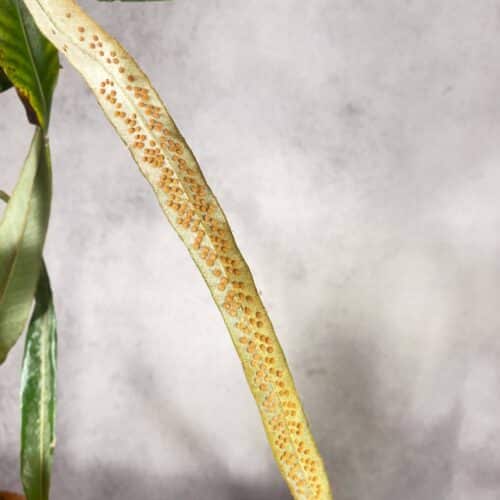 OSuyz3uFvPnvEmeIwvJV.jpg OSuyz3uFvPnvEmeIwvJV.jpg