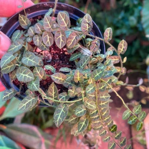 OVun9oWGhrU7oP8it8O3.jpg OVun9oWGhrU7oP8it8O3.jpg