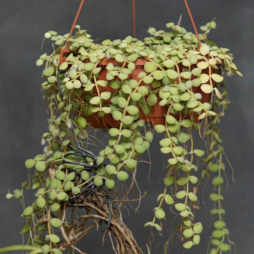 Dischidia nummularia, Borneo, Coastline Sabah