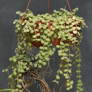 Dischidia nummularia, Borneo, Coastline Sabah