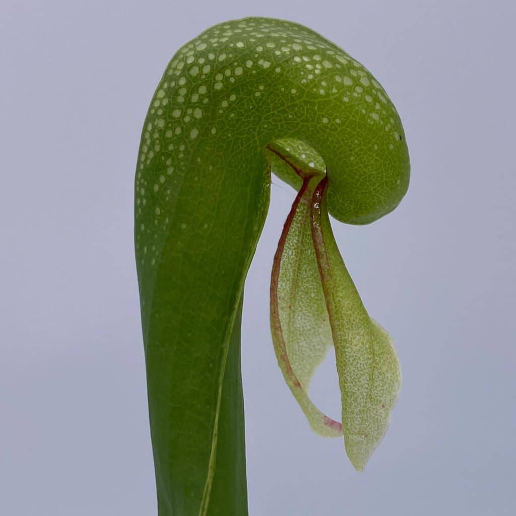 Darlingtonia californica, Oregon, 10-14 cm,
