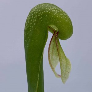 carnivorsandmore – Deine Quelle für seltene Pflanzen Darlingtonia californica, 10-14 cm