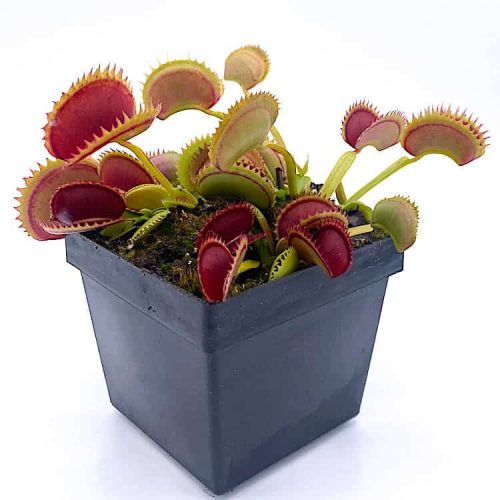 OnavYl4xvAkjjVr1yKUr.jpg OnavYl4xvAkjjVr1yKUr.jpg