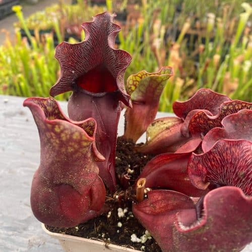 OpQuTYjExtkXBpdX7JQk.jpg OpQuTYjExtkXBpdX7JQk.jpg