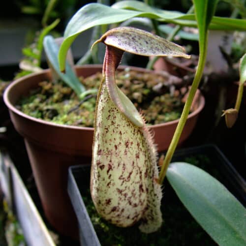 OuLjib4OHyJQzs3MZmek.jpg OuLjib4OHyJQzs3MZmek.jpg