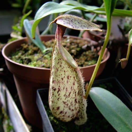 OuLjib4OHyJQzs3MZmek.jpg OuLjib4OHyJQzs3MZmek.jpg