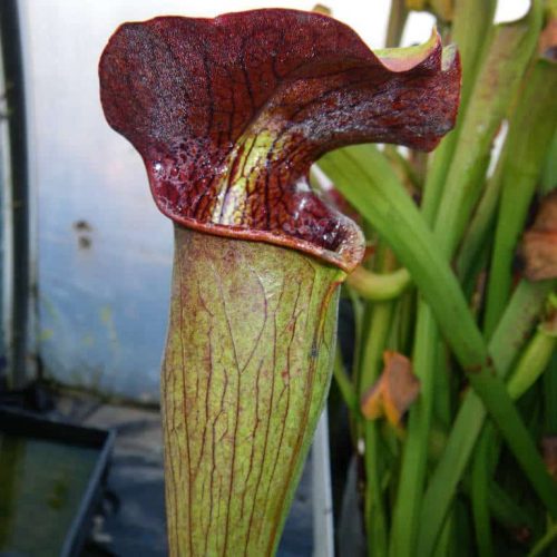 OwZEVRkELJtW6pPE7KJv.jpg OwZEVRkELJtW6pPE7KJv.jpg