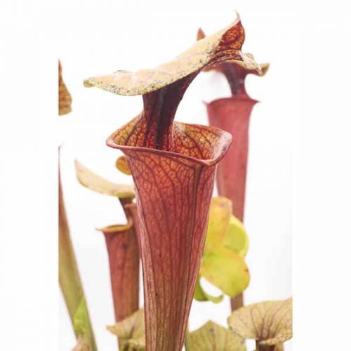 P482Kt5NgJpmwtMNzyV1.jpg P482Kt5NgJpmwtMNzyV1.jpg