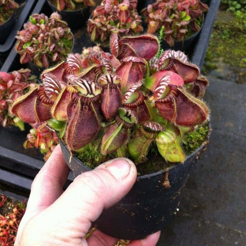 PI6pj8hlQ0YMLujImVcO.jpg PI6pj8hlQ0YMLujImVcO.jpg