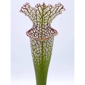 Sarracenia leucophylla, Citronelle Alabama, 40 cm, from wild seed, #12/1