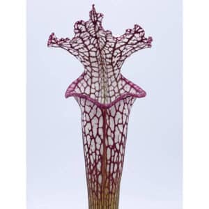 Sarracenia leucophylla "Pink and Purple Pitcher", ex Cedric Azais