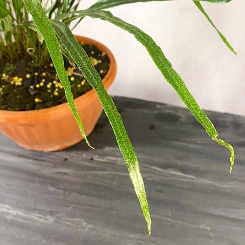 Pb0xXisBB91ZGOXGK7Ts.jpg Pb0xXisBB91ZGOXGK7Ts.jpg