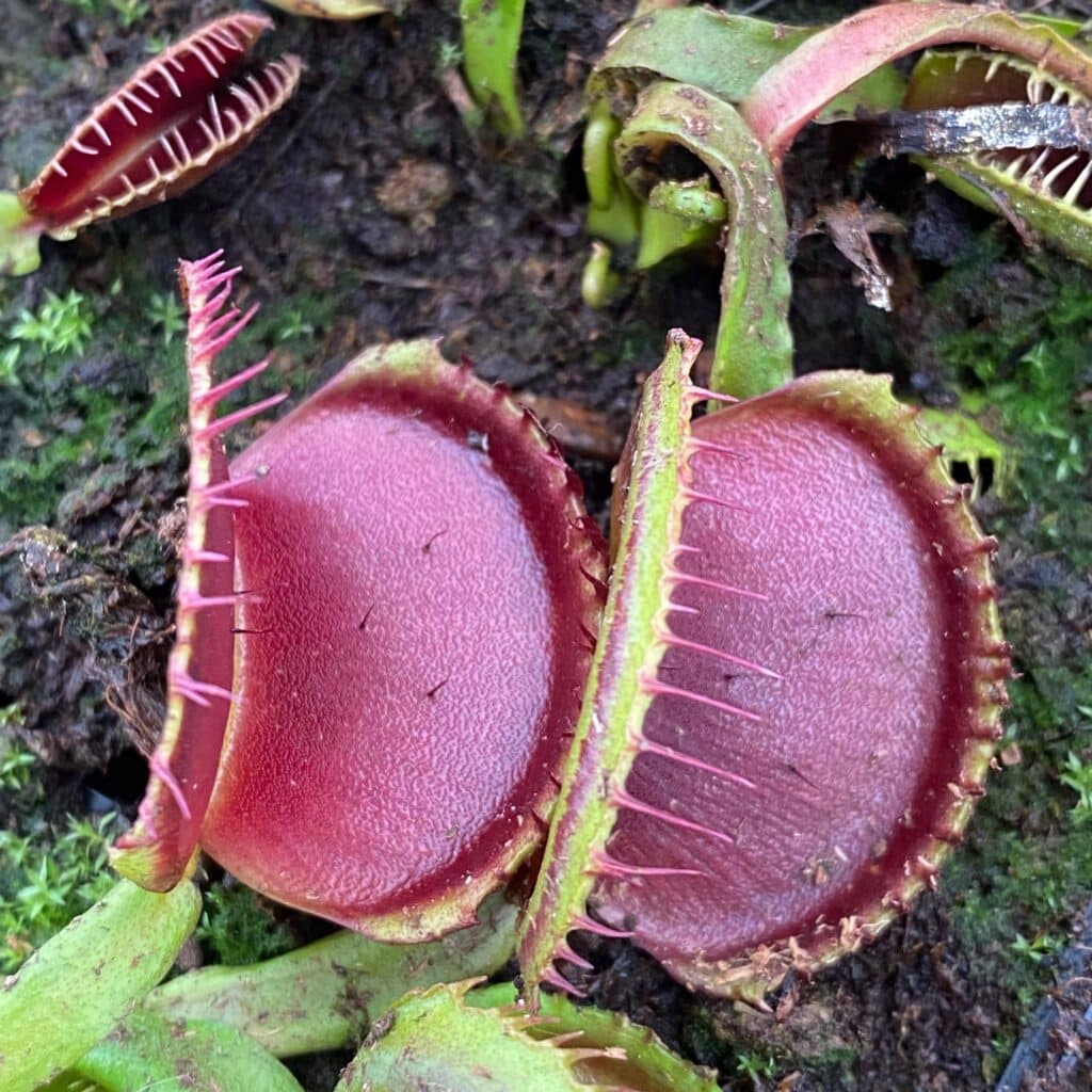 carnivorsandmore – Deine Quelle für seltene Pflanzen Dionaea muscipula ''CK Desdemona''