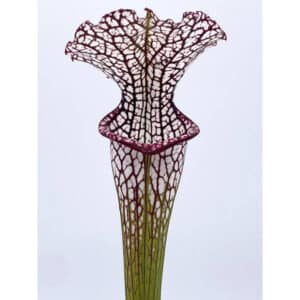 Sarracenia leucophylla "Red", MK L 29