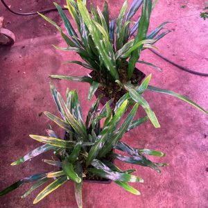 Elaphoglossum spec. Seychelles, blue shining leaves