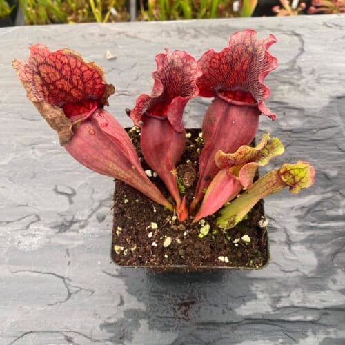 PkV0QNUyhln33Gn4L13d.jpg PkV0QNUyhln33Gn4L13d.jpg