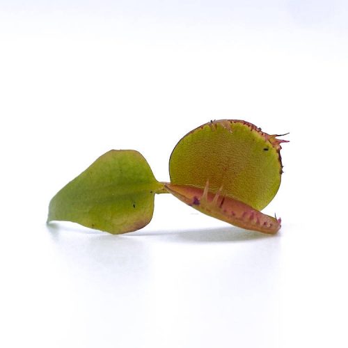 Plg8tC4oqBLAbi8xYMeA-1.jpg