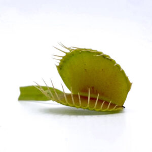 Dionaea muscipula "Dent long"