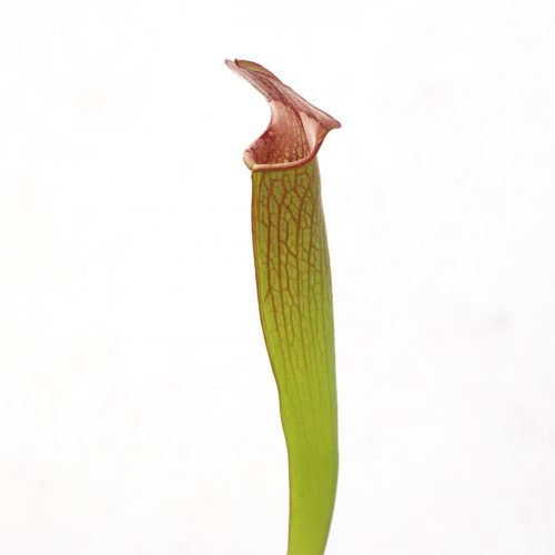 Q4Gvp0GgncdR8aDCgZQd.jpg Q4Gvp0GgncdR8aDCgZQd.jpg