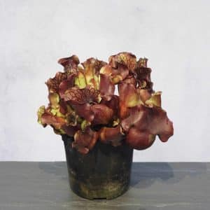 Sarracenia purpurea ssp. venosa "Buddha Belly seedgrown", 12-14 cmᅠ