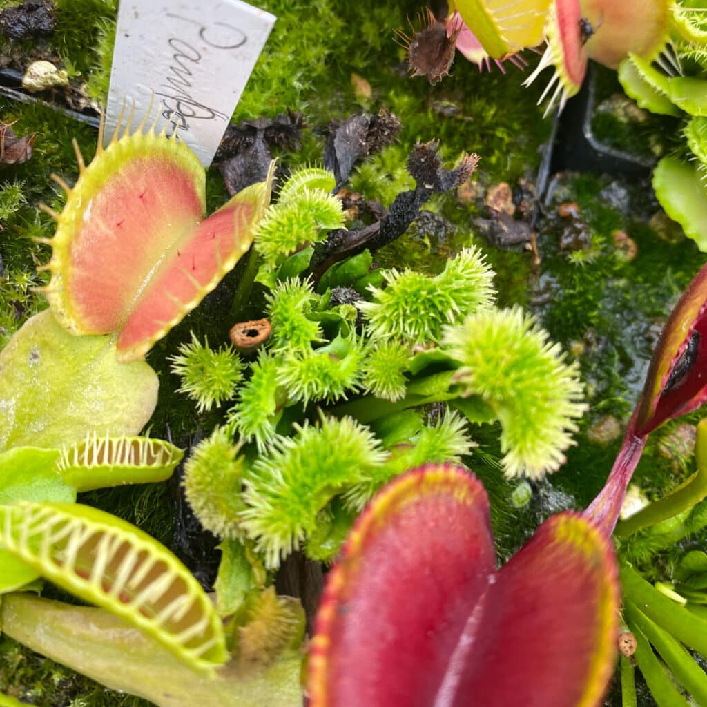 Dionaea muscipula ''CK Pompom''