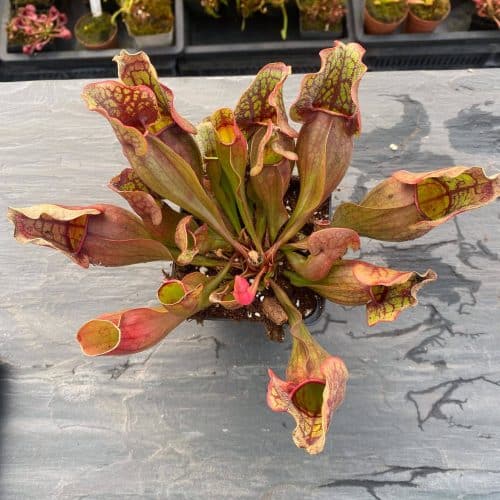 QKwewmocRBIdItFRggvE.jpg QKwewmocRBIdItFRggvE.jpg