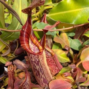 Nepenthes veitchii Murud x eymae, 8-10 cm