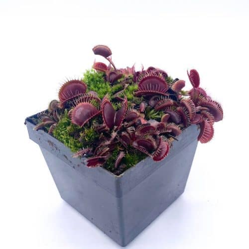 QT2ygs9mPEdDNTrHpmwe-1.jpg QT2ygs9mPEdDNTrHpmwe-1.jpg