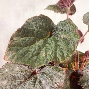 QTAhyJTtS1TPn0oS9SkT.jpg carnivorsandmore – Deine Quelle für seltene Pflanzen