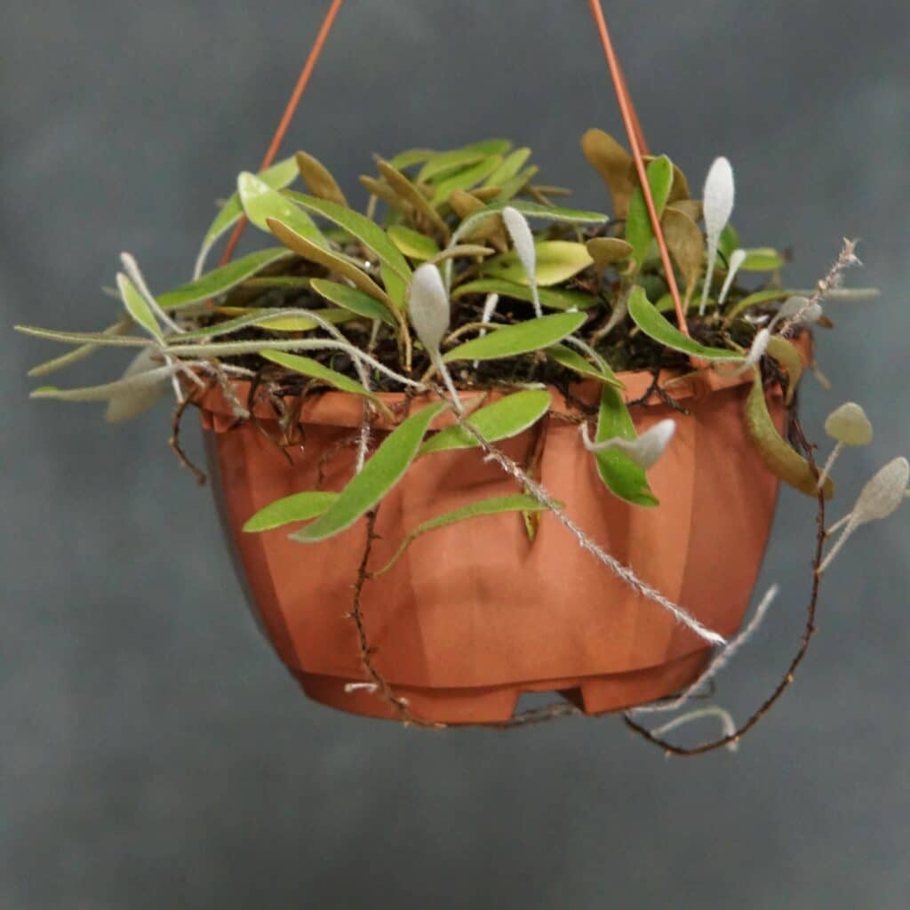 carnivorsandmore – Deine Quelle für seltene Pflanzen Pyrrosia abbreviataᅠ