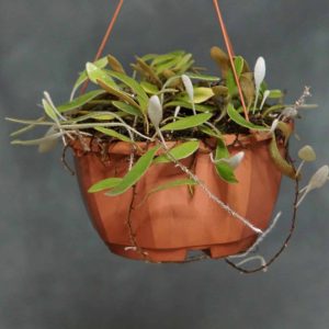 carnivorsandmore – Deine Quelle für seltene Pflanzen Pyrrosia abbreviataᅠ