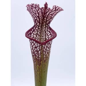 Sarracenia leucophylla, Paradise Bay, ex Newman