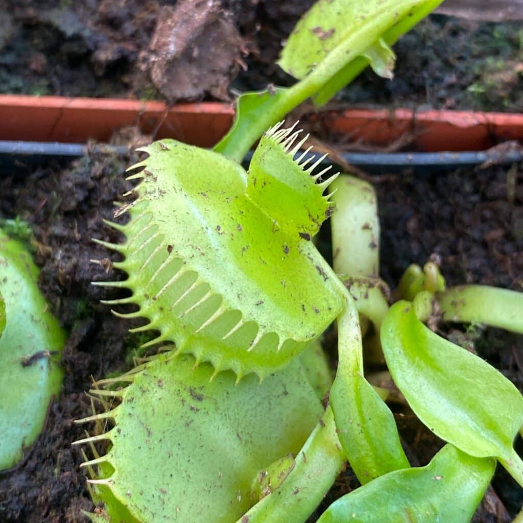 carnivorsandmore – Deine Quelle für seltene Pflanzen Dionaea muscipula ''FTS Mirror x Mirror''