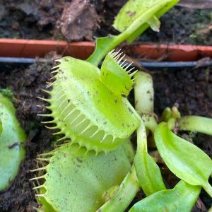 Dionaea muscipula "FTS Mirror x Mirror"ᅠ