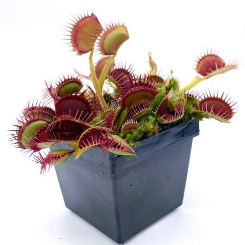 QVf94Sf7Zd5ELx5ypOen-1.jpg QVf94Sf7Zd5ELx5ypOen-1.jpg